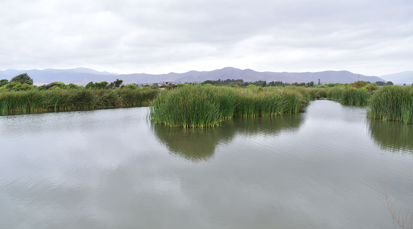 Desembocadura del Río Elqui : Proyecto GEF Humedales Costeros