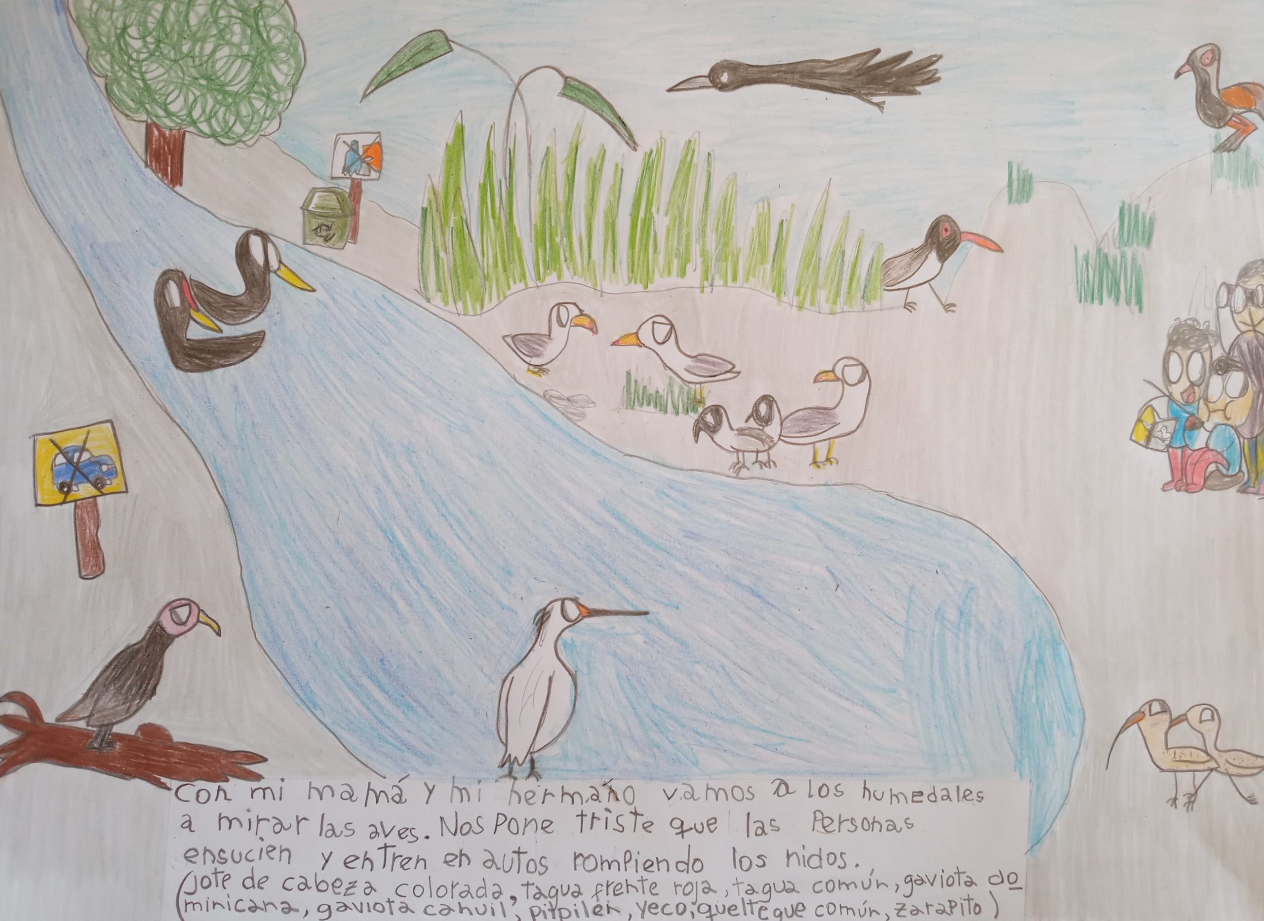Dibujos de Niñas y Niños para el Concurso «Bienvenidas Aves al Humedal» de  la Región de Coquimbo : Proyecto GEF Humedales Costeros